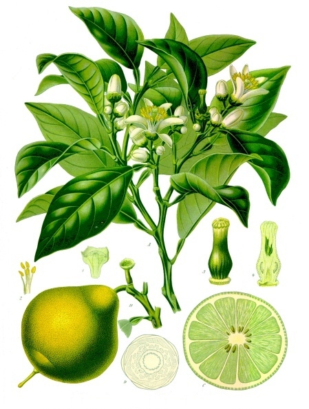 Citrus aurantium ssp bergamia